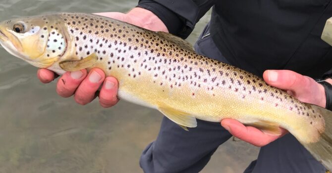 Stillwater Brown Trout At Loynton Trout Fishery