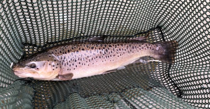 Stillwater Brown Trout