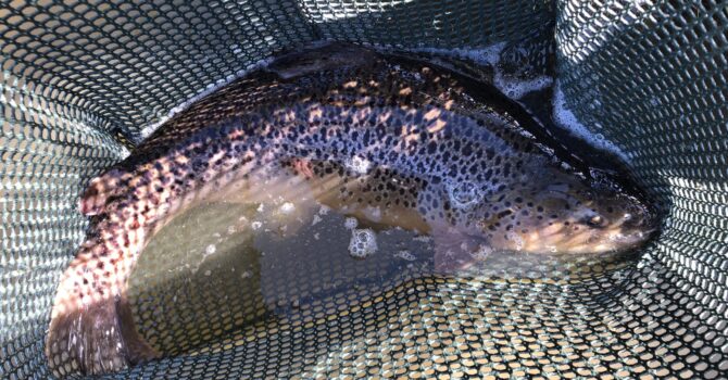 Stocking A Double Figure Brown Trout Into Loynton Trout Fishery!