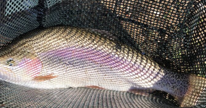 Double Figure Rainbow Trout